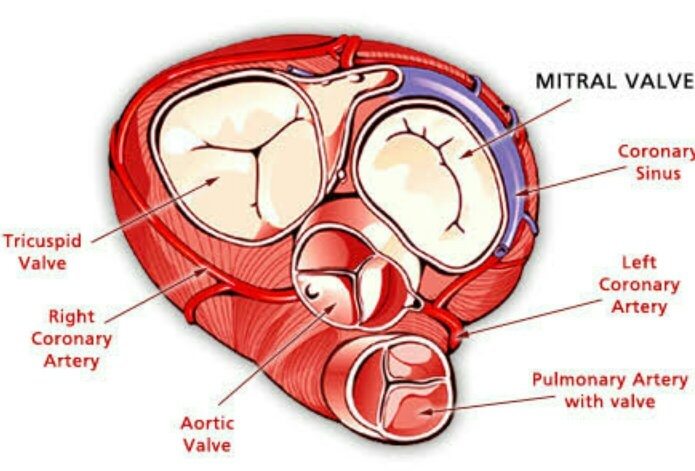 Mengapa katup trikuspid ada di sisi kanan jantung padahal kenyataannya sisi  kiri harus menghadapi lebih banyak tekanan? - Quora