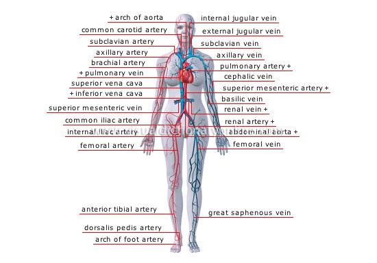 How many veins are in the human body? Quora