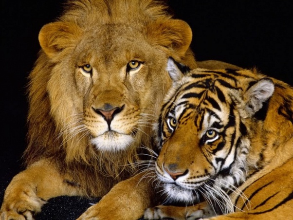 Pair Of Lionesses Images Stock Photos Vectors Shutterstock