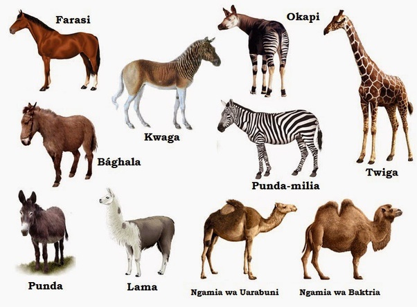 Are horses native to North America? Quora