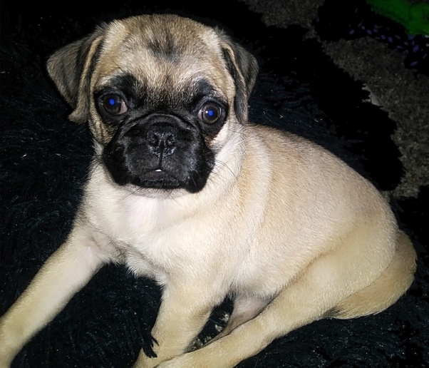 What was the original function of the pug dog breed? Quora
