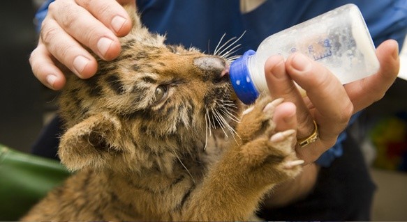 Why we should protect animals? Quora