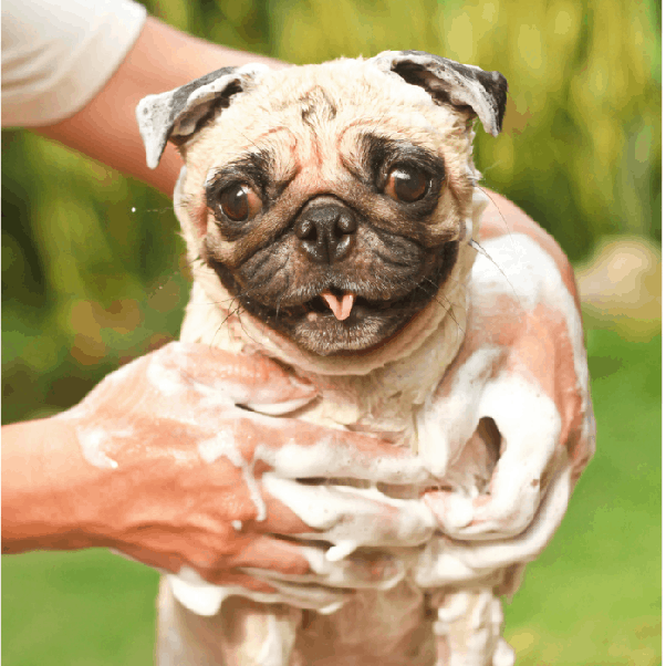 What are the pros and cons of owning a pug? Quora