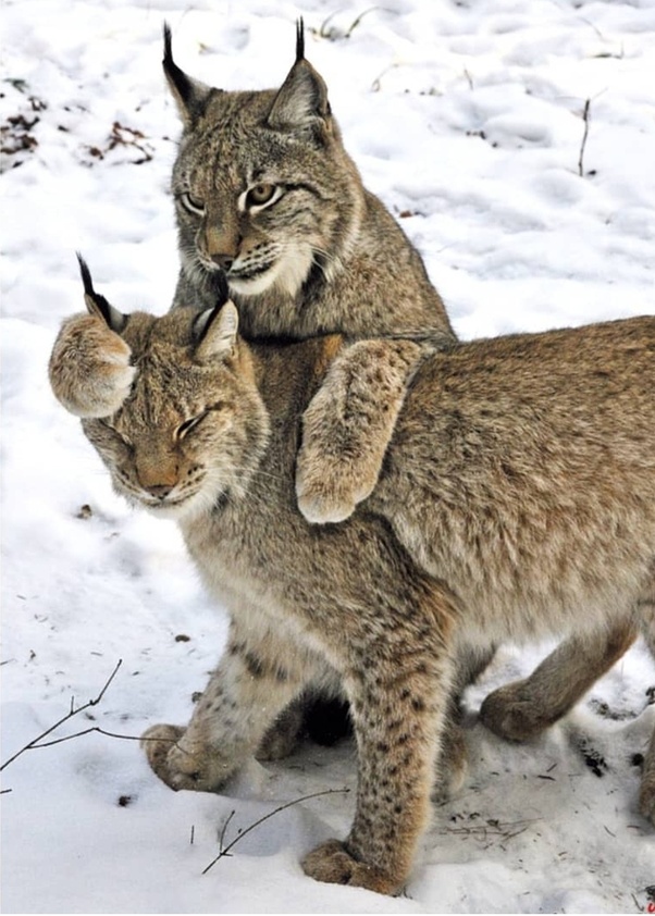 Can You Keep A Lynx As A Pet PetsWall