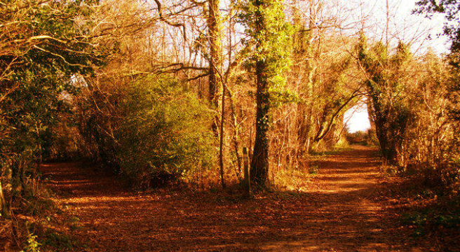 Apa interpretasi Anda tentang puisi &lsquo;The Road Not Taken&rsquo; karya Robert Frost?  - Quora