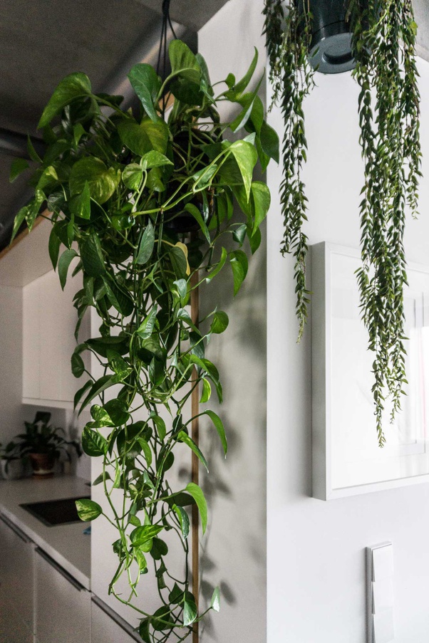 What is the best house plant for a beginner? Quora