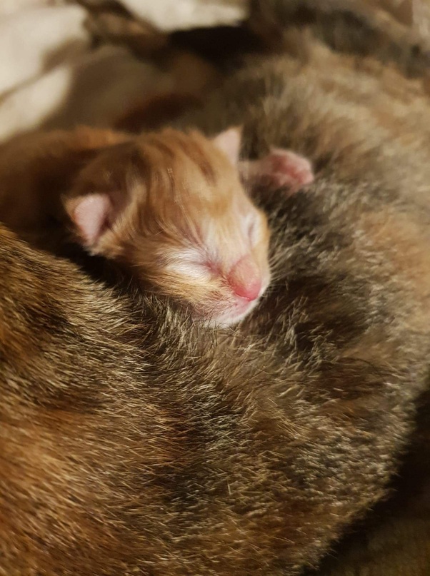 Why do animals need a home? Quora