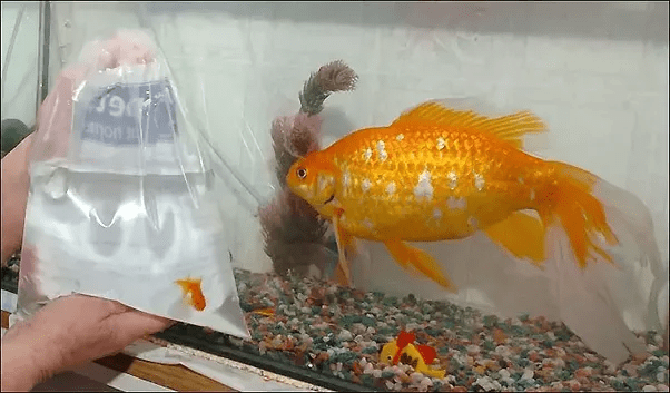 Why and how do goldfish in the wild get so big? Quora