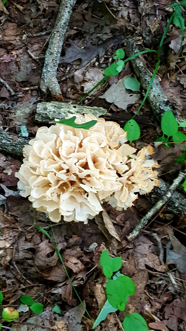 What can I do to encourage wild mushrooms to grow in my garden? Quora