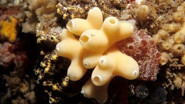 What are five examples of phylum porifera? Quora