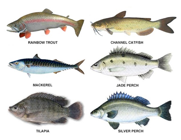 What is the best farm raised fish? Quora