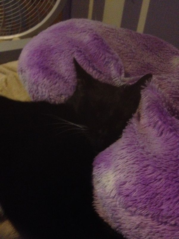 Does my cat know her name? Quora