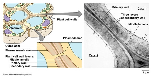 How do plants with electrical signalling (such as Venus
