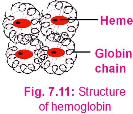 Logam apa yang terdapat dalam hemoglobin? - Quora