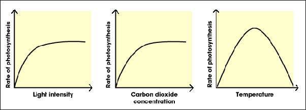 What are some examples of factors that affect the rate of