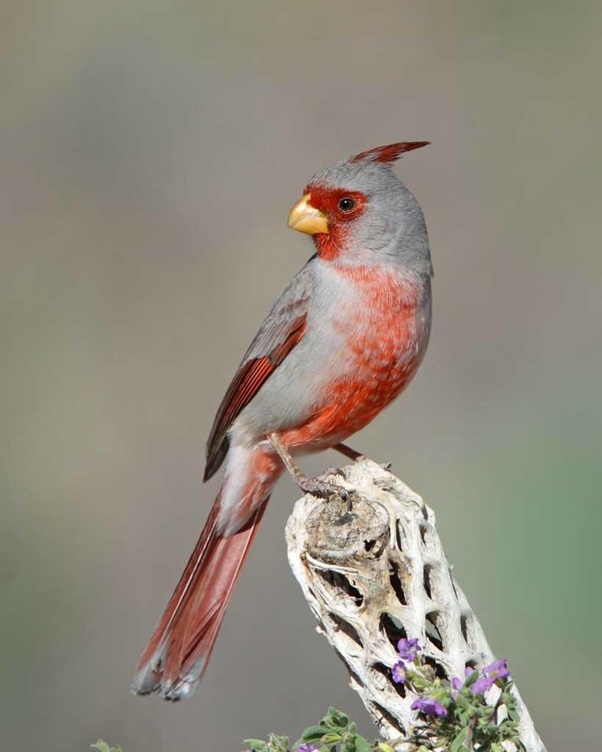 How many different types of cardinals (bird) are there? Quora