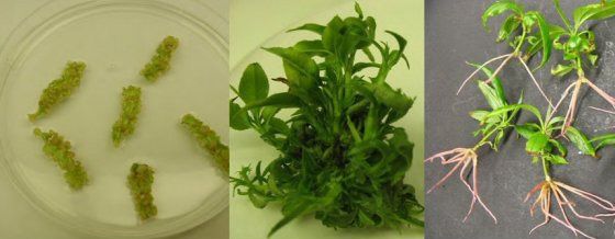 Do plants absorb water through their leaves? Quora