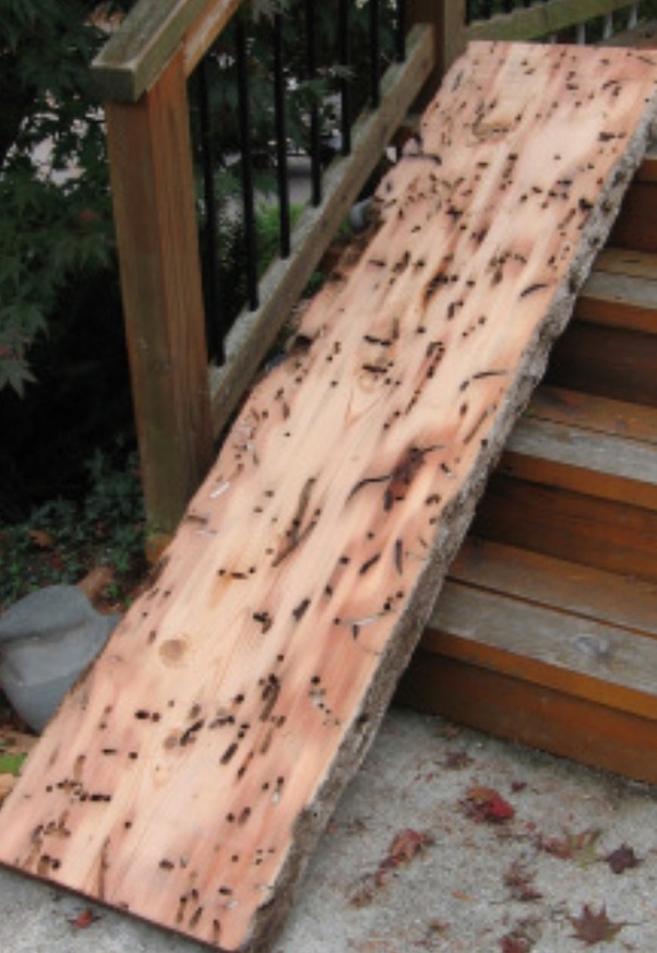 What does wormwood mean in the Bible? Quora