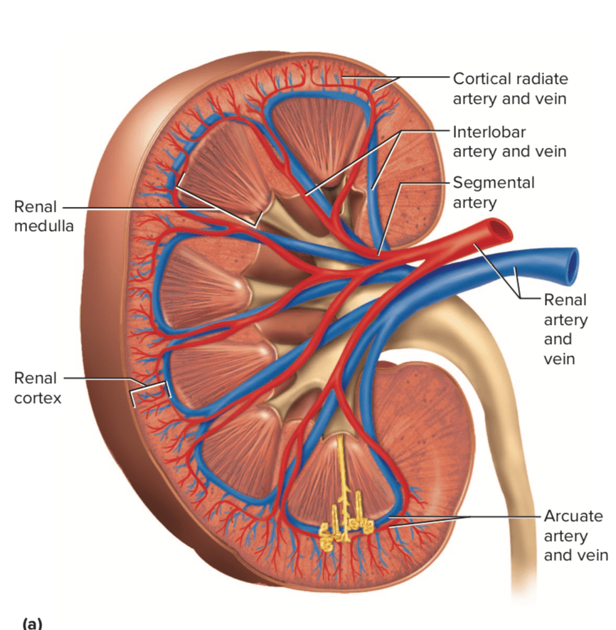 Apakah darah masuk ke nefron melalui vena atau arteri? - Quora