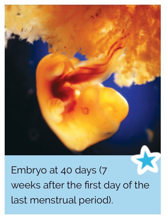 What is difference between Embryo, foetus, neonate, infant