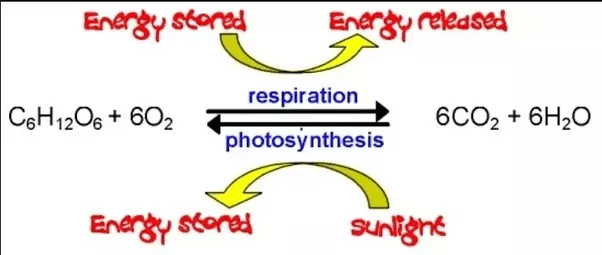 Which gas do plants intake during respiration? Quora