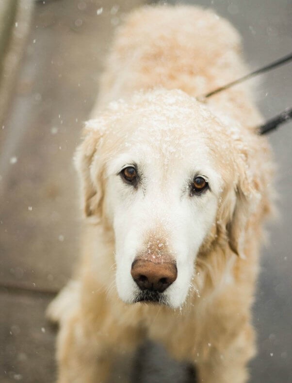 What does it mean if your dog's ears are really cold? Quora