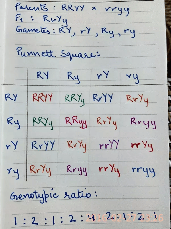 Dihybrid Square Ratio squares dihybrid cross ShowMe