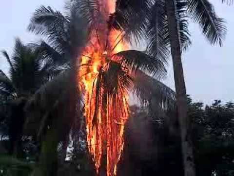 Mengapa pohon kelapa ditengah sawah sering disambar petir? - Quora