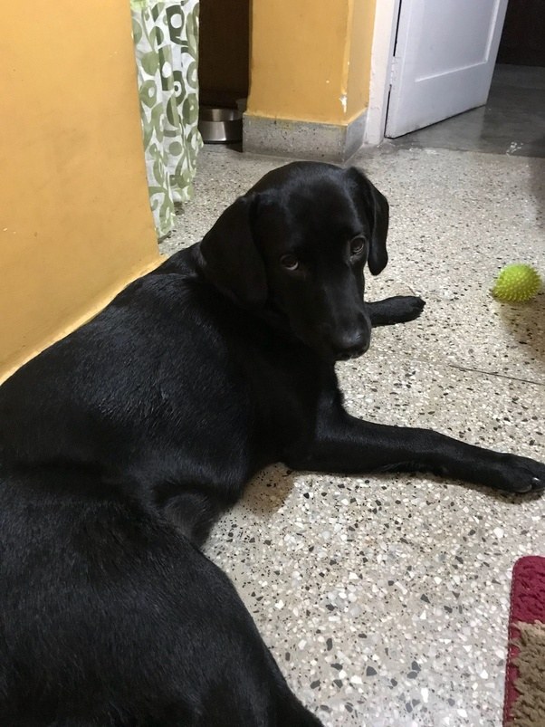 At what age does a labrador an adult dog? Quora