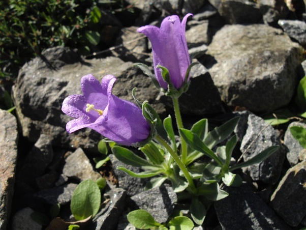 What flowers start with letter 'B'? Quora