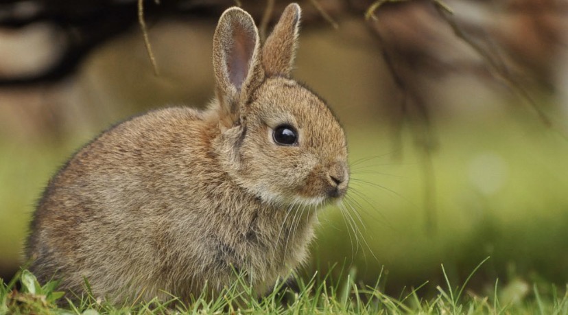 Bisakah Anda menjebak dan memelihara kelinci liar untuk disembelih? - Quora