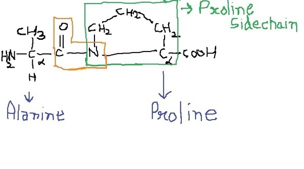 Why does a proline break an alpha helix? Quora