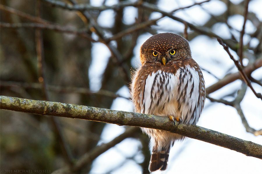 Apakah saat malam hari hewan ikut tertidur? apakah hewan dapat membedakan  antara pagi dengan malam? - Quora