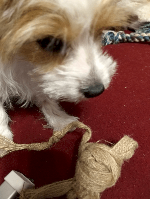 How many toys does a dog need? Is 15 enough? Quora