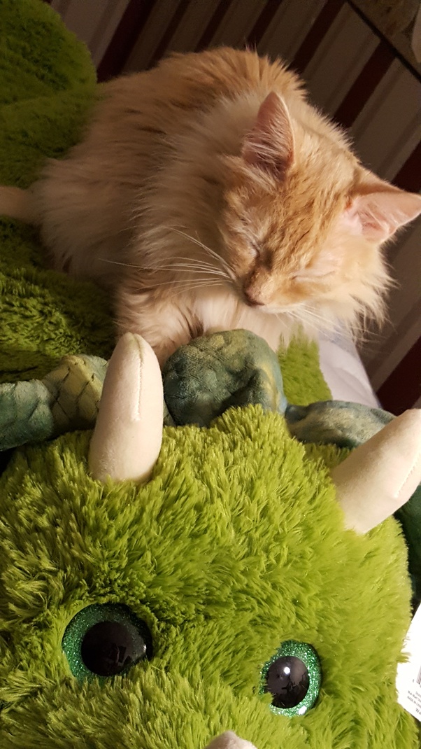 Do cats like their owners? Quora