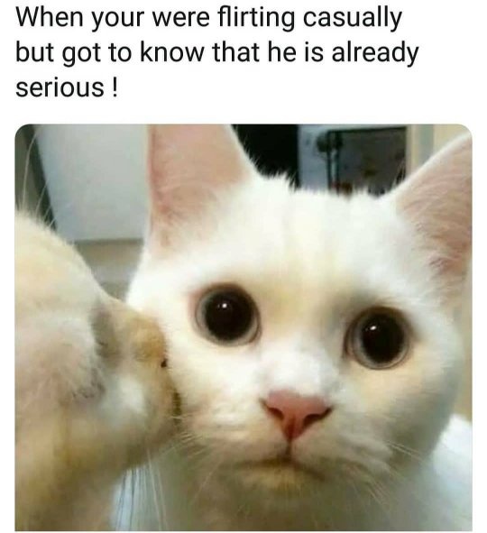 What are the funniest cat memes you've seen? Quora