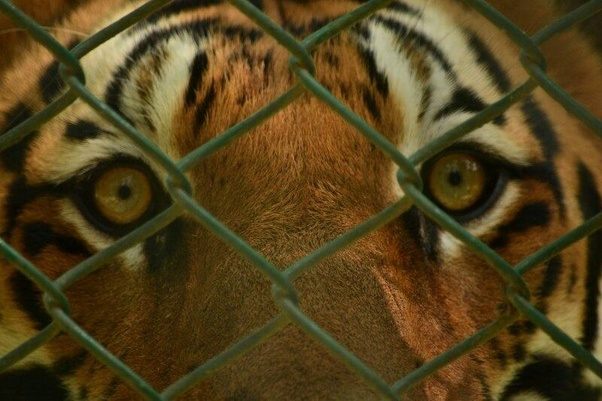 Is it illegal to take picture of animals in zoo? Quora