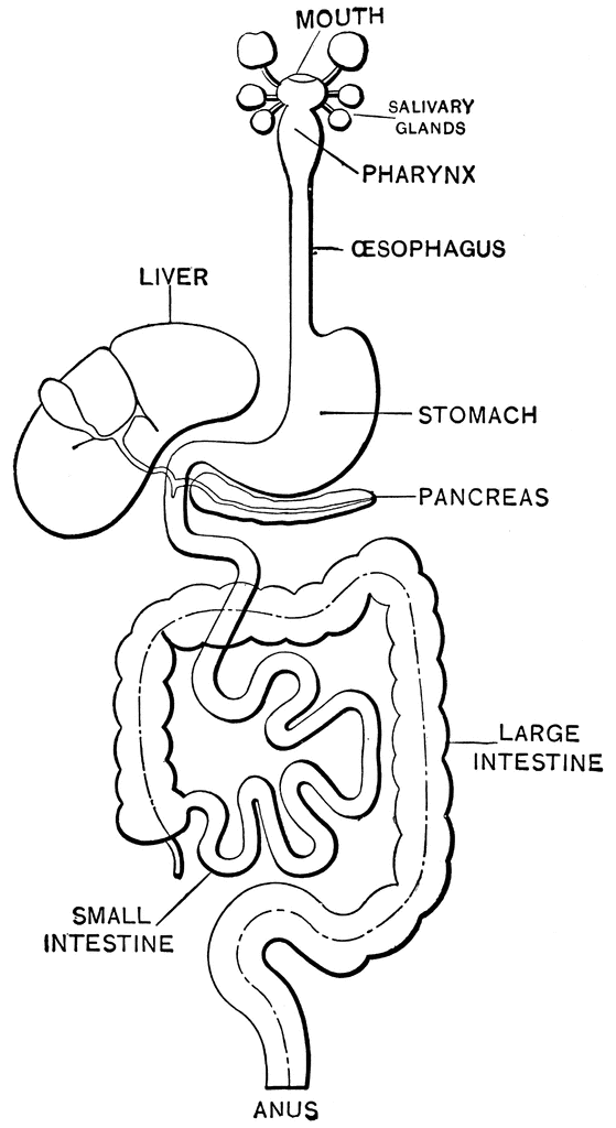 First of all, it features a high moisture content, for easy digestibility and better hydration. How does the urinary system differ from the digestive ...