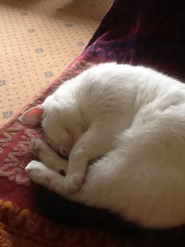 Do bunnies sleep with their eyes open? Why or why not? Quora