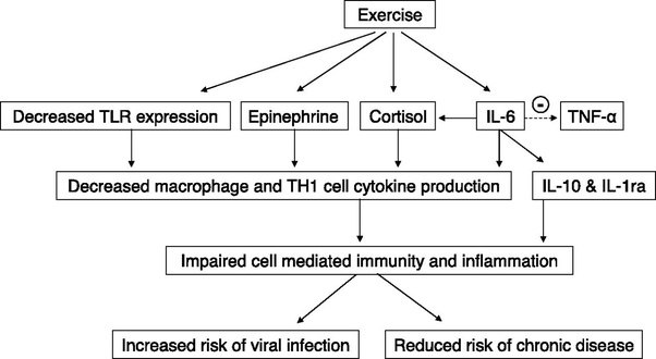 Does your immune system weaken when you go to the gym? Quora