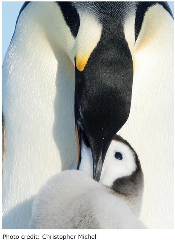 Which birds give milk? Quora