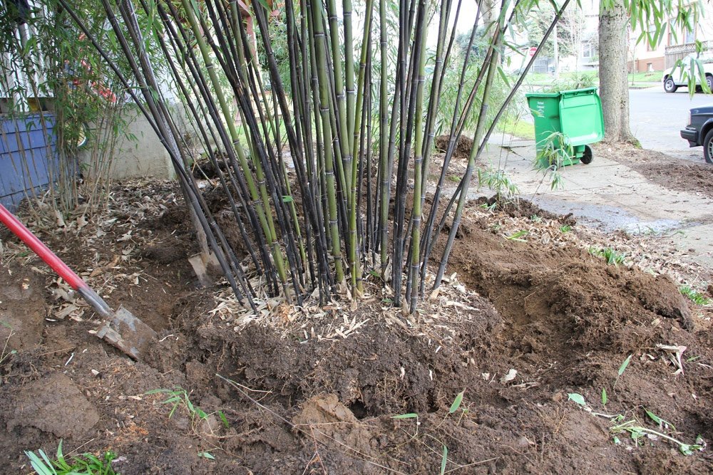 Bisakah saya memindahkan pohon bambu saya? - Quora