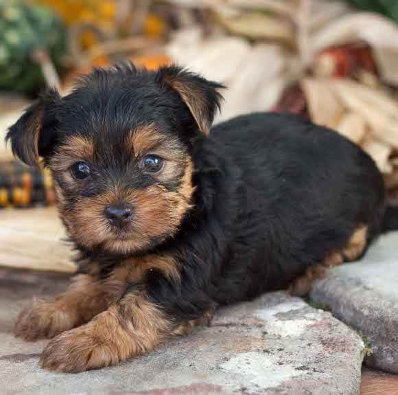 How to potty train a Yorkie puppy Quora