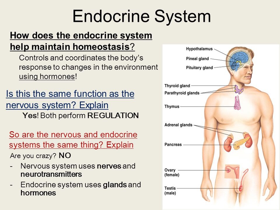 Maintaining Homeostasis Bruin Blog