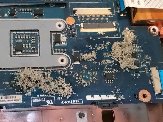 Kenapa semut sering masuk ke dalam celah laptop? - Quora