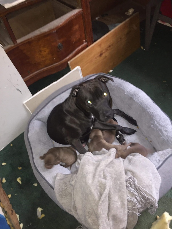 What is the best way to sell my pet online? Quora