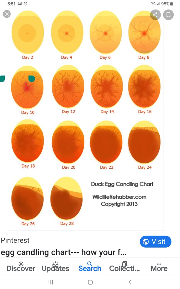 50 best ideas for coloring Chicken Eggs Fertilized