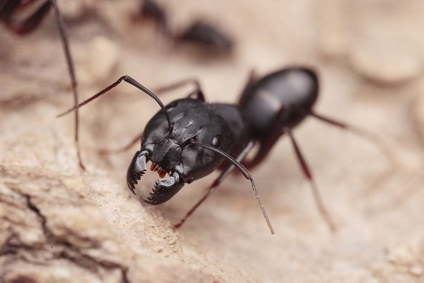 Is it 100 diabetes if a child's urine attracts big black ants? Quora