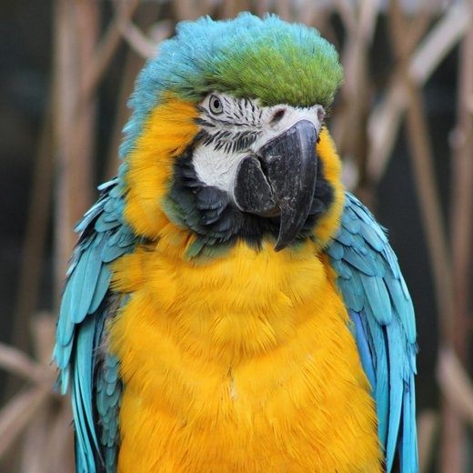 What makes the 8MP camera of the iPhone better than the 13MP camera of