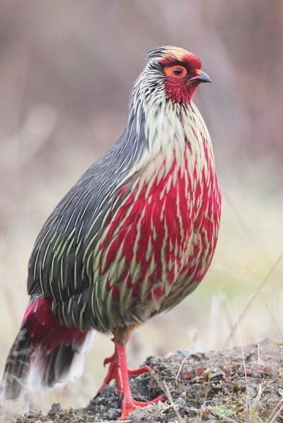 The name is believed to be a reference to the palace built by the state's first ruler, phuntsog namgyal. What Is The National Bird And Animal Of Sikkim Quora